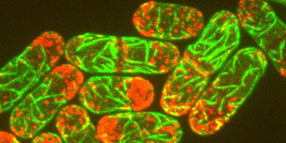 Myosin-1 (red) at endocytic sites and eisosomes (green) in fission yeast